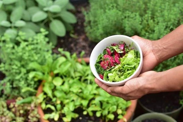 Les multiples bienfaits de la pratique du jardinage biologique