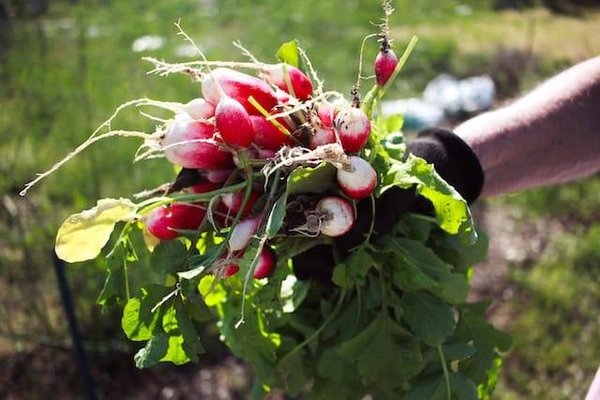 Cultiver sans pesticides : un jardin sans risque